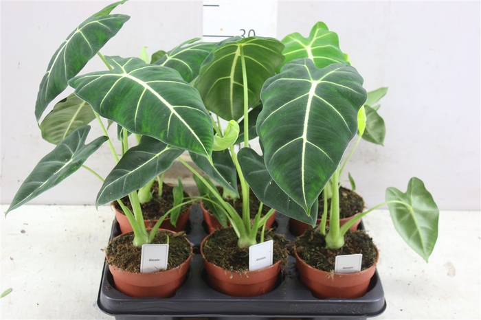 <h4>Alocasia Frydek</h4>