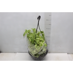 PEPEROMIA SCANDENS C21