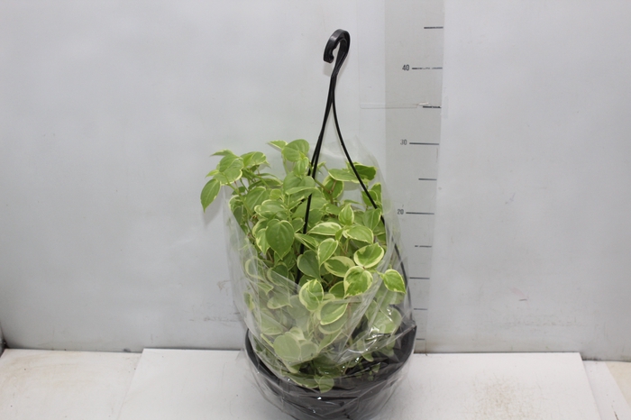 <h4>PEPEROMIA SCANDENS C21</h4>