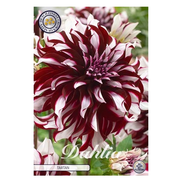 <h4>Dahlia Tartan x1</h4>