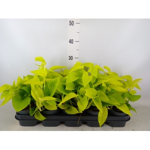 Epipremnum pinn. 'Golden Pothos'