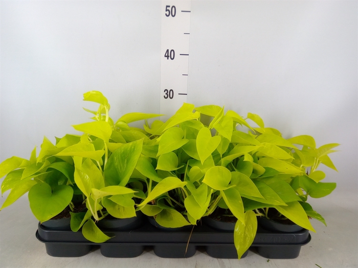<h4>Epipremnum pinn. 'Golden Pothos'</h4>