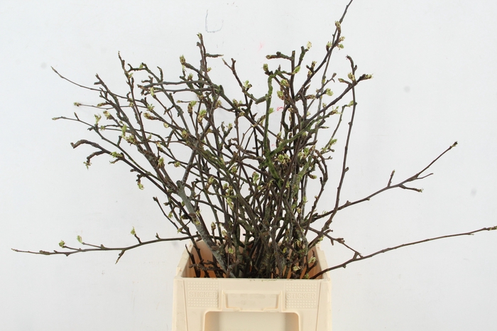 PERENBLOESEM SHINSEIKI PER STEM 080CM