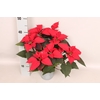 Poinsettia 13 cm Skystar