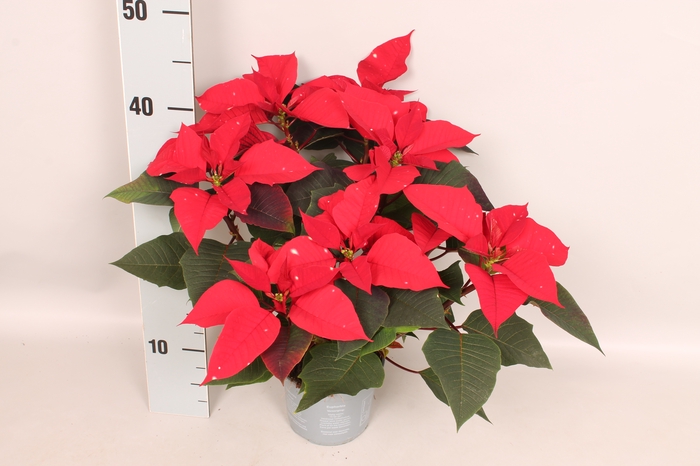 Poinsettia 13 cm Skystar