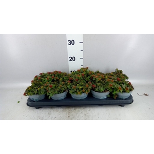 Sedum spurium 'Spot on deep Rose'