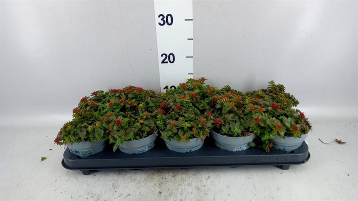 <h4>Sedum spurium 'Spot on deep Rose'</h4>