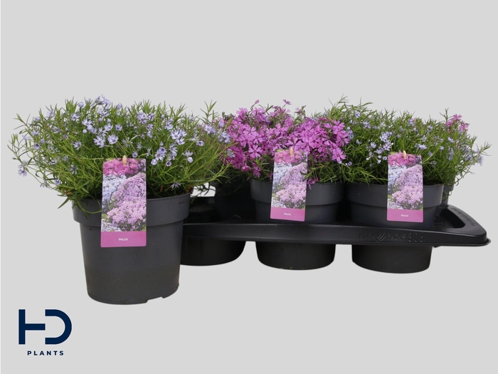 <h4>PHLOX SUBULATA</h4>