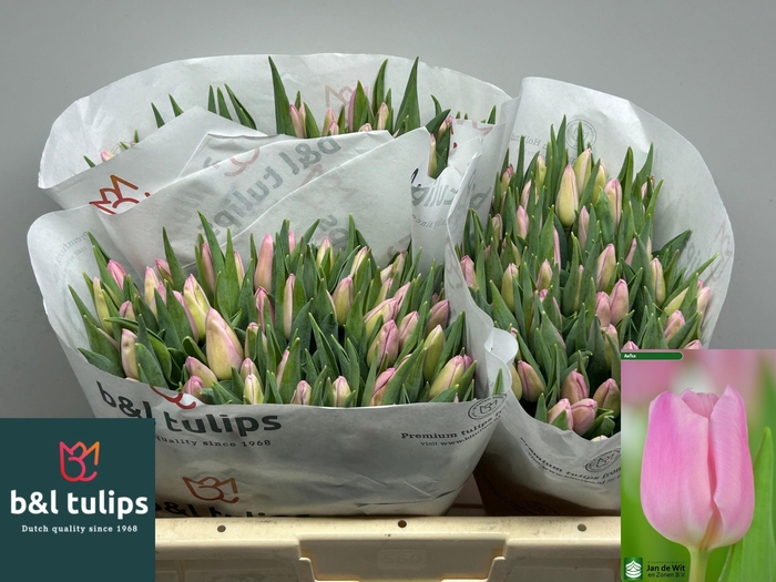 <h4>TU EN AAFKE</h4>