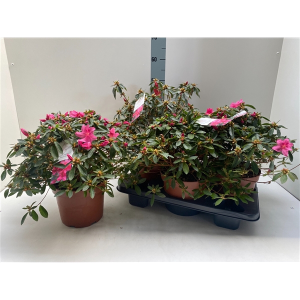 <h4>Azalea Japonica P21 Gorbella</h4>
