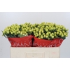 Hypericum Smiley Romance