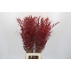 Bromelia Red Paloma
