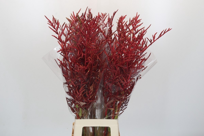 <h4>Bromelia Red Paloma</h4>