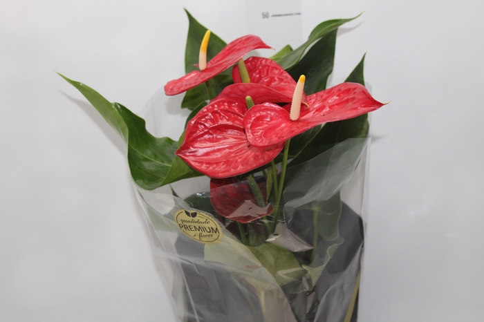 <h4>ANTHURIUM MICHIGAN P17 PREMIUM</h4>