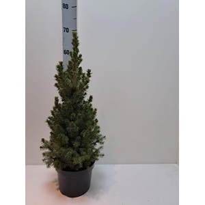 PICEA GL CONICA