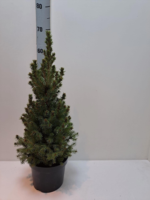 <h4>PICEA GL CONICA</h4>