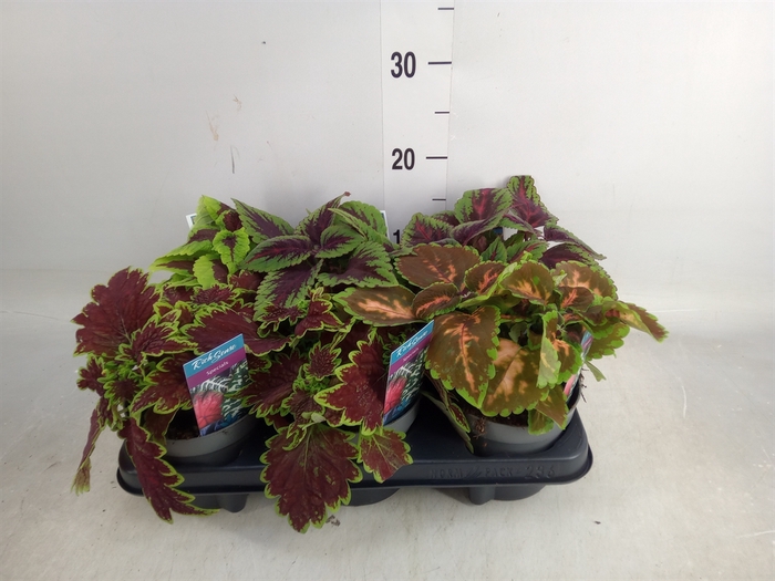 <h4>Plectranthus col.   ...mix</h4>