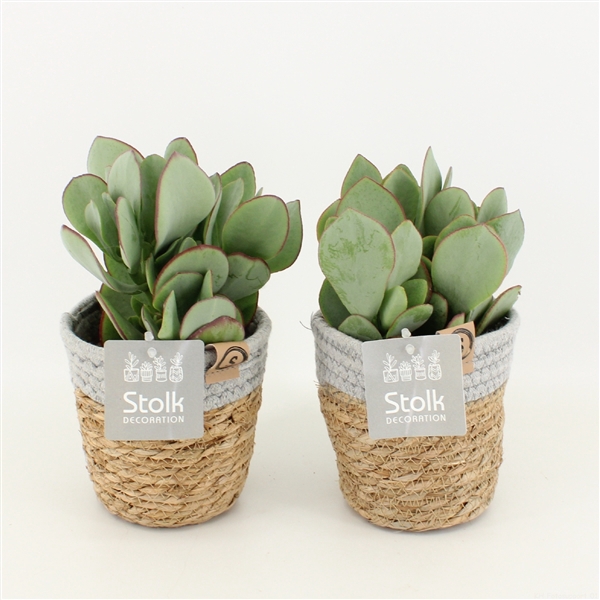 <h4>Crassula Arborescens in Basket</h4>