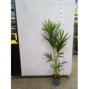 Howea forsteriana