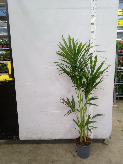 <h4>Howea forsteriana</h4>