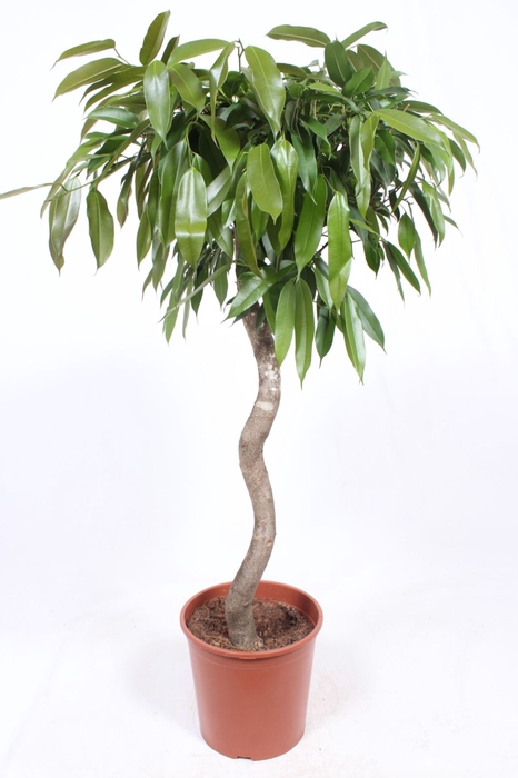<h4>Ficus Amstel King</h4>