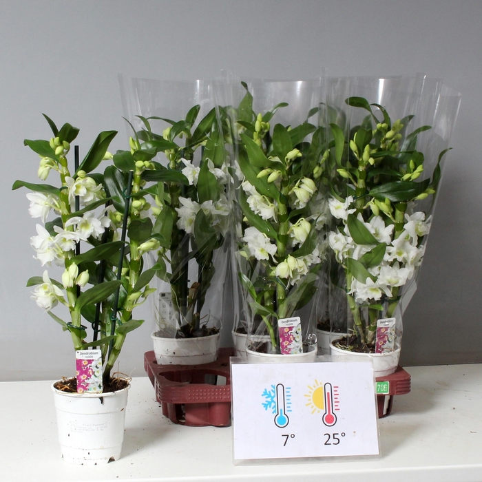 <h4>DENDR N SC APOLLON</h4>