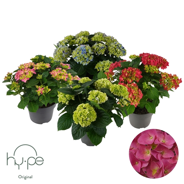 <h4>Hydrangea Mophead Mix 10+ | Hy-pe Original</h4>