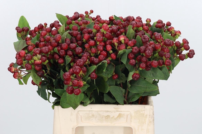 <h4>Hyp Mag Cherry</h4>