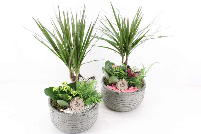 <h4>arr2 PL - Ker. bolpot streep Dracena x2</h4>