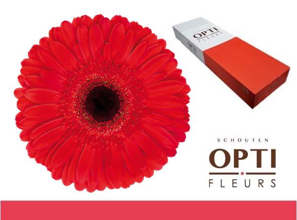 <h4>Gerbera Dynamic Doos</h4>