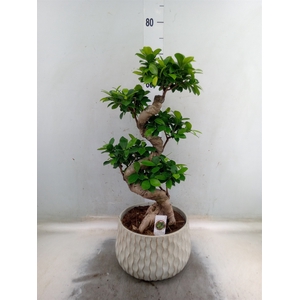 Ficus microcarpa 'Ginseng'