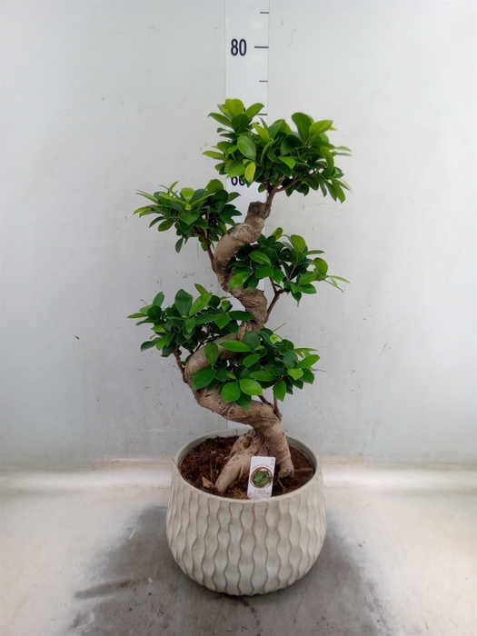 <h4>Ficus microcarpa 'Ginseng'</h4>