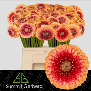 GERBERA MIB 'POMPONI BEAKER'