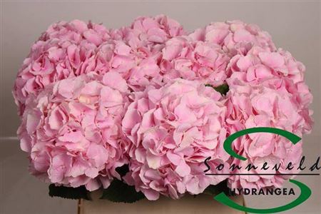 <h4>Hydr M Ch Verena Super</h4>