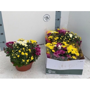 CHRYS GEM IN POT