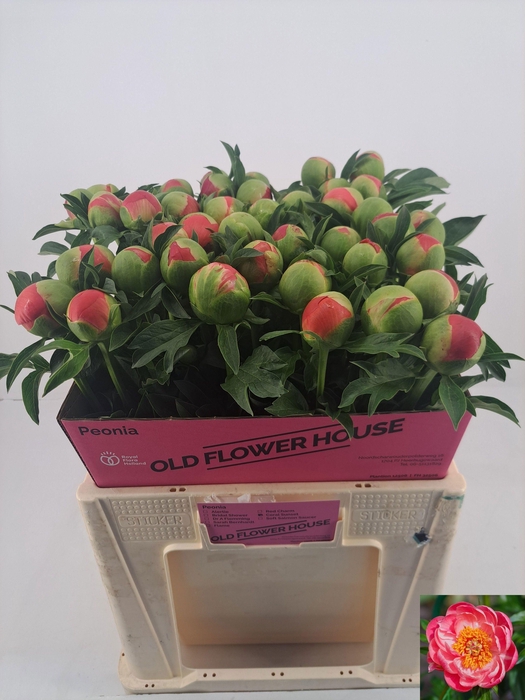 <h4>PAEO CORAL SUNSET</h4>