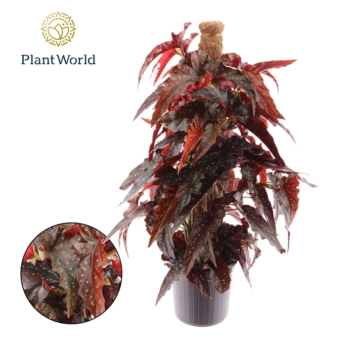 <h4>Begonia Black Forrest Mosstok</h4>