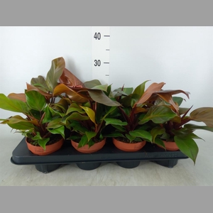 Philodendron  'Sunlight'