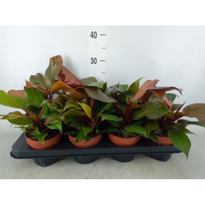 <h4>Philodendron 'Sunlight'</h4>