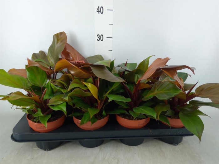 Philodendron  'Sunlight'