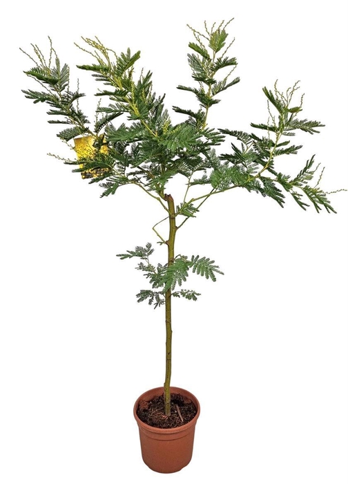 <h4>Acacia Mimosa Daelbata Stam</h4>
