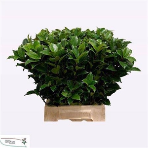 Ilex Bl M Blu Fantas