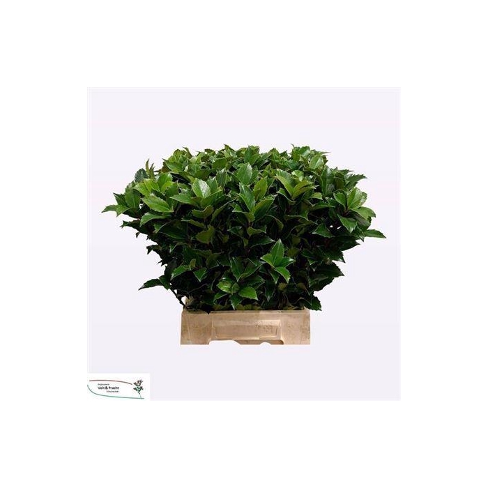 <h4>Ilex Bl M Blu Fantas</h4>