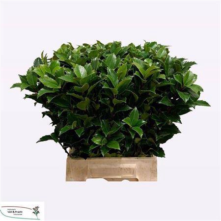 Ilex Bl M Blu Fantas