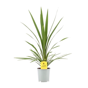 Cordyline Australis Verde - 13cm