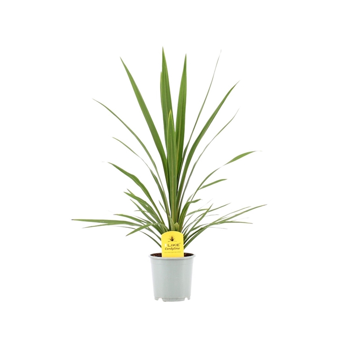 <h4>Cordyline Australis Verde - 13cm</h4>