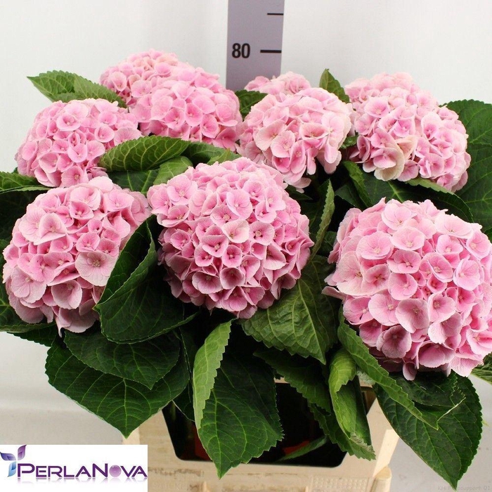 <h4>HORT MACROPHYLLA MY BEAUTIFUL MATCH</h4>