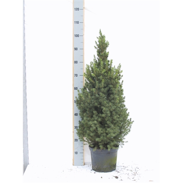 <h4>Picea gl. Conica</h4>