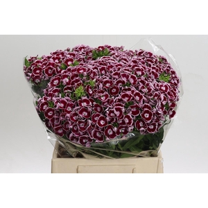 Dianthus Br King