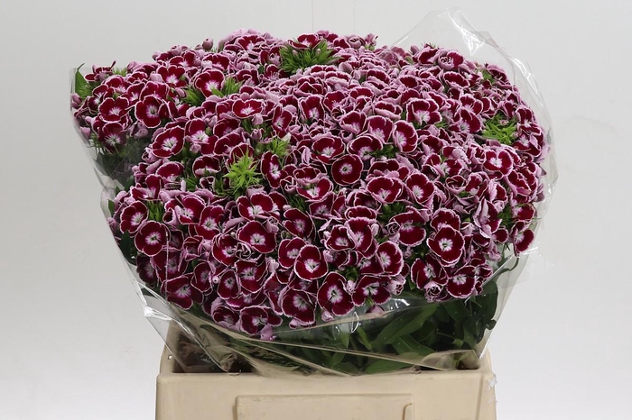 <h4>Dianthus Br King</h4>